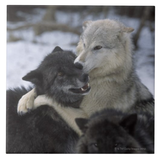 Verenigde Staten, Montana, Wolven spelen in sneeuw Tegeltje (Voorkant)
