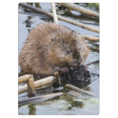 Verenigde Staten, Nebraska. Beaver Klembord (Achterkant)