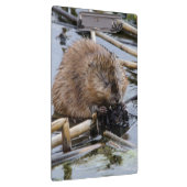 Verenigde Staten, Nebraska. Beaver Klembord (Rechts)