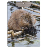 Verenigde Staten, Nebraska. Beaver Klembord (Voorkant)