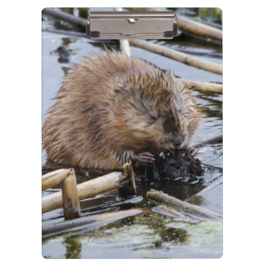 Verenigde Staten, Nebraska. Beaver Klembord (Voorkant)