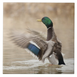 Verenigde Staten, Oregon, Baskett Slough National Tegeltje