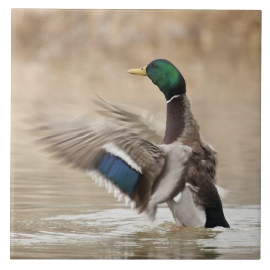 Verenigde Staten, Oregon, Baskett Slough National  Tegeltje (Voorkant)