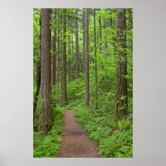 Verenigde Staten, Oregon, Columbia River Gorge. El Poster (Voorkant)