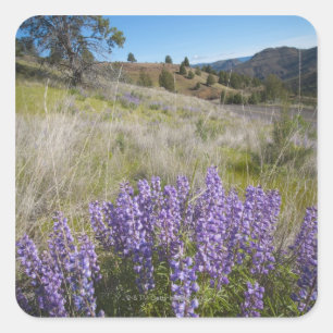 Verenigde Staten, Oregon, Mitchell, Bloeiende lupi Vierkante Sticker