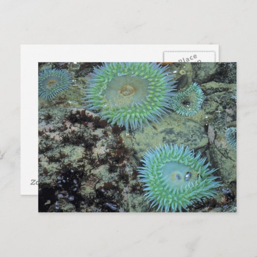 Verenigde Staten, Oregon, Nepture SP. Zee met hand Briefkaart (Voorkant / Achterkant)