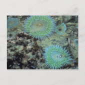 Verenigde Staten, Oregon, Nepture SP. Zee met hand Briefkaart (Voorkant)