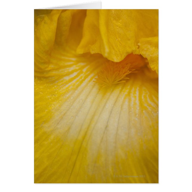 Verenigde Staten, Oregon, Sluiting gele iris (Voorkant)