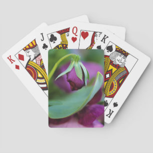 Verenigde Staten, Pennsylvania. Bloedzuigopening i Pokerkaarten