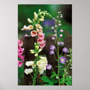 Verenigde Staten, Pennsylvania. Foxglove and delph Poster