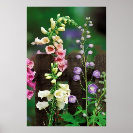 Verenigde Staten, Pennsylvania. Foxglove and delph Poster (Voorkant)