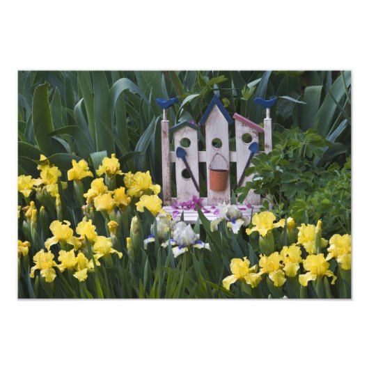 Verenigde Staten, Pennsylvania. Gardenirissen groe Foto Afdruk (Voorkant)