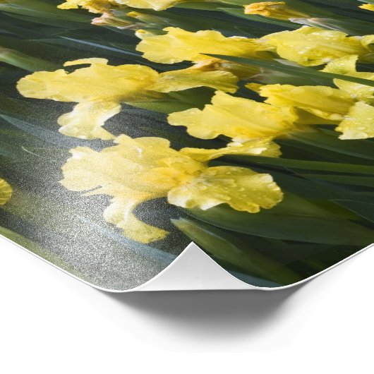 Verenigde Staten, Pennsylvania. Gardenirissen groe Foto Afdruk (Hoek)