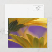 Verenigde Staten, Pennsylvania. Gele Gerbera Daisi Briefkaart (Voorkant / Achterkant)