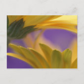 Verenigde Staten, Pennsylvania. Gele Gerbera Daisi Briefkaart (Voorkant)