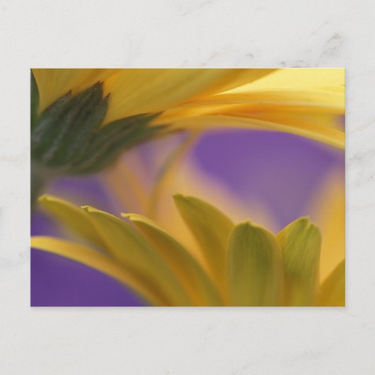 Verenigde Staten, Pennsylvania. Gele Gerbera Daisi Briefkaart (Voorkant)