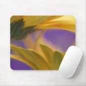 Verenigde Staten, Pennsylvania. Gele Gerbera Daisi Muismat (Met muis)