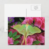 Verenigde Staten, Pennsylvania. Luna moth on roze  Briefkaart (Voorkant / Achterkant)