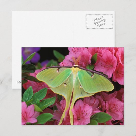 Verenigde Staten, Pennsylvania. Luna moth on roze  Briefkaart (Voorkant / Achterkant)