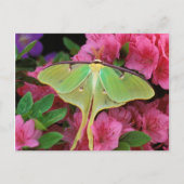 Verenigde Staten, Pennsylvania. Luna moth on roze  Briefkaart (Voorkant)