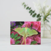 Verenigde Staten, Pennsylvania. Luna moth on roze  Briefkaart (Staand voorkant)