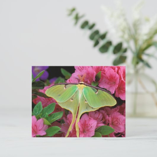 Verenigde Staten, Pennsylvania. Luna moth on roze  Briefkaart (Staand voorkant)