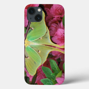 Verenigde Staten, Pennsylvania. Luna moth on roze iPhone 13 Hoesje