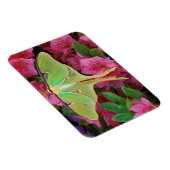 Verenigde Staten, Pennsylvania. Luna moth on roze Magneet (Rechterzijde)