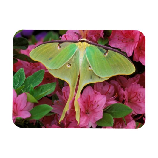 Verenigde Staten, Pennsylvania. Luna moth on roze Magneet (Horizontaal)