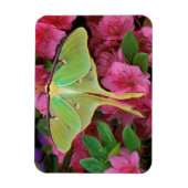 Verenigde Staten, Pennsylvania. Luna moth on roze Magneet (Verticaal)