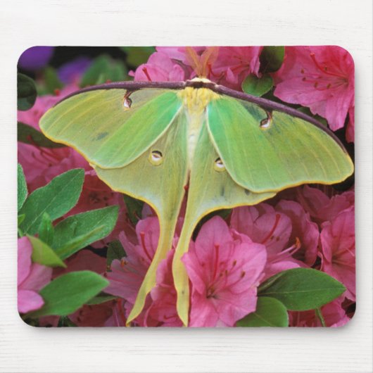 Verenigde Staten, Pennsylvania. Luna moth on roze  Muismat (Voorkant)
