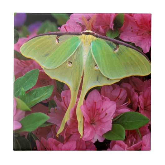 Verenigde Staten, Pennsylvania. Luna moth on roze  Tegeltje (Voorkant)