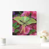 Verenigde Staten, Pennsylvania. Luna moth on roze  Vierkante Klok (Huis)