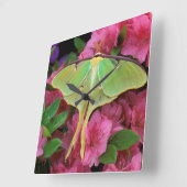 Verenigde Staten, Pennsylvania. Luna moth on roze  Vierkante Klok (Hoek)