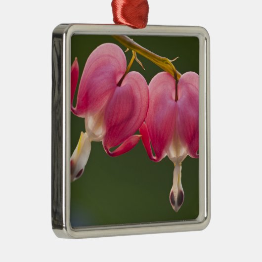 Verenigde Staten, Pennsylvania. Sluiting van twee Metalen Ornament (Rechts)