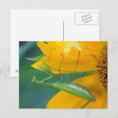 Verenigde Staten, Pennsylvania. Vrouw bidsprinkhaa Briefkaart (Voorkant / Achterkant)