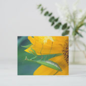 Verenigde Staten, Pennsylvania. Vrouw bidsprinkhaa Briefkaart (Staand voorkant)