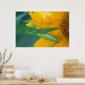 Verenigde Staten, Pennsylvania. Vrouw bidsprinkhaa Poster (Keuken)