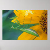 Verenigde Staten, Pennsylvania. Vrouw bidsprinkhaa Poster (Voorkant)