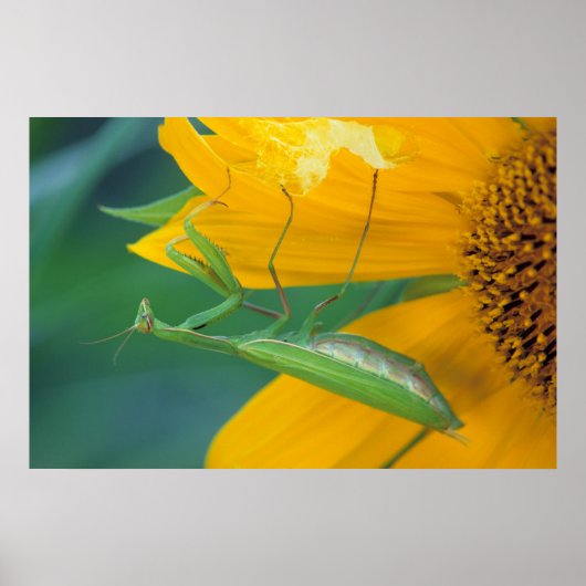 Verenigde Staten, Pennsylvania. Vrouw bidsprinkhaa Poster (Voorkant)