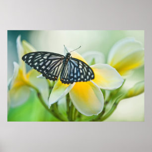 Verenigde Staten, Pennsylvania. Zwemstaartvlinder Poster