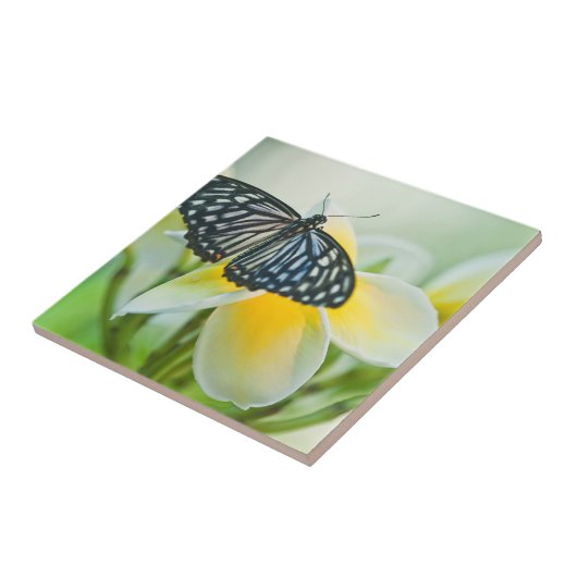 Verenigde Staten, Pennsylvania. Zwemstaartvlinder Tegeltje (Zijkant)