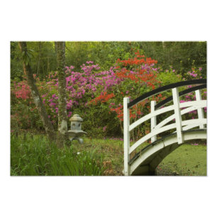 Verenigde Staten; South Carolina; Charleston 5 Foto Afdruk