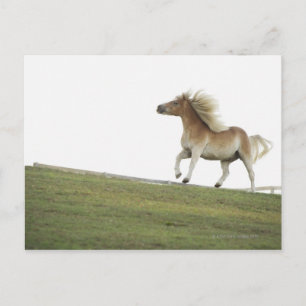 Verenigde Staten, staat New York, Hudson, paarden  Briefkaart