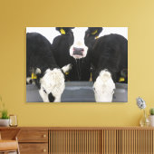 Verenigde Staten, staat New York, Koeien drink van Canvas Afdruk (Insitu (Woonkamer))