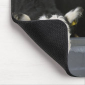 Verenigde Staten, staat New York, Koeien drink van Muismat (Hoek)