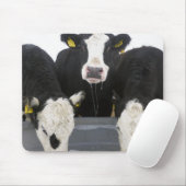 Verenigde Staten, staat New York, Koeien drink van Muismat (Met muis)