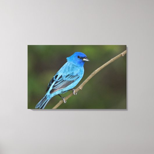 Verenigde Staten, Texas, South Padre Island Canvas Afdruk (Voorkant)