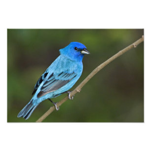 Verenigde Staten, Texas, South Padre Island Foto Afdruk