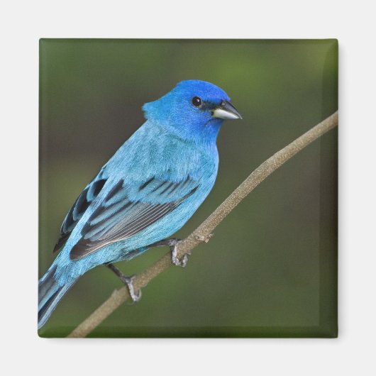 Verenigde Staten, Texas, South Padre Island Magneet (Voorkant)